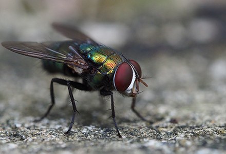Diptera.jpg