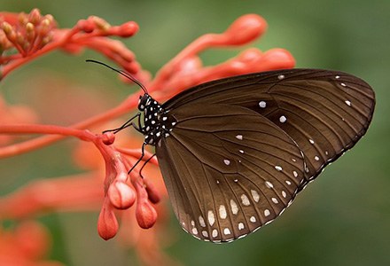 Lepidoptera.jpg
