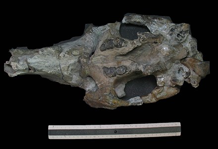 PaleovertebradosMandíbula de DioplotheriumNOVO.jpg