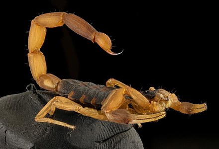 Scorpiones.jpg