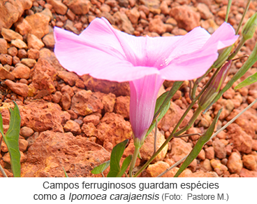 Campos ferruginosos guardam espécies como a Ipomoea carajaensis-Foto_Pastore M.