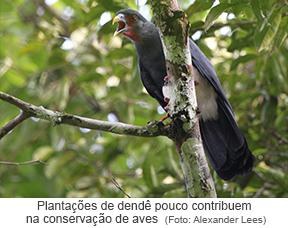 Plantações de dendê pouco contribuem para a conservação das aves.