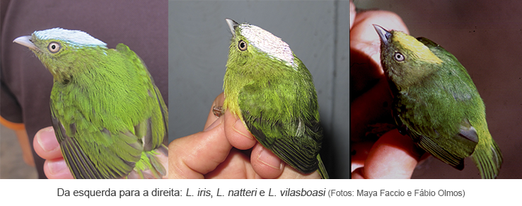 Da esquerda para a direita L. iris, L. natteri e L. vilasboasi