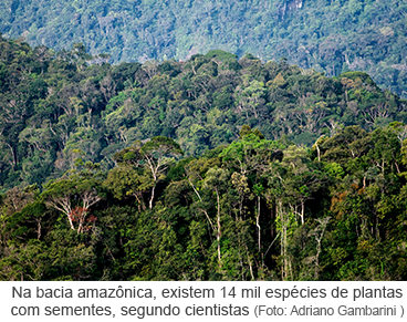 Na bacia amazônica, existem 14 mil espécies de plantas com sementes, segundo cientistas