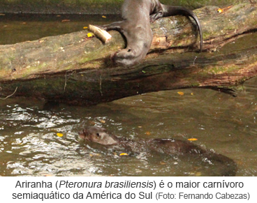 Ariranha (Pteronura brasiliensis) é o maior carnívoro semiaquático da América do Sul