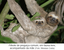 Filhote de preguiça comum, em fauna livre, acompanhado da mãe.png