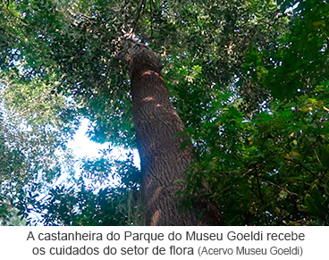 A castanheira do Parque do Museu Goeldi recebe os cuidados do setor de flora