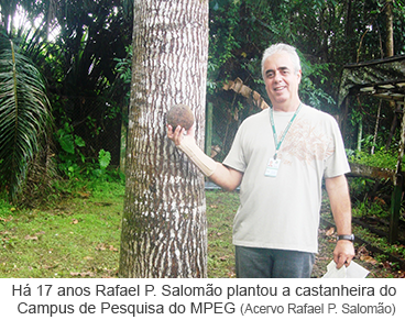 Há 17 anos Rafael P. Salomão plantou a castanheira do Campus de Pesquisa do MPEG