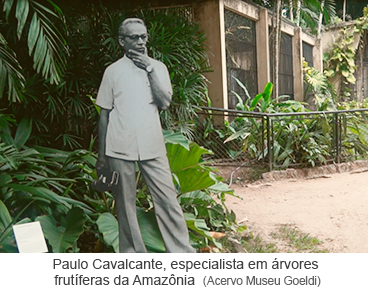 Paulo Cavalcante, especialista em árvores frutíferas da Amazônia