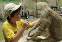 Na imagem, garoto integrante do Clube do Pesquisador Mirim observa com uma lupa um exemplar de preguiça taxidermizado