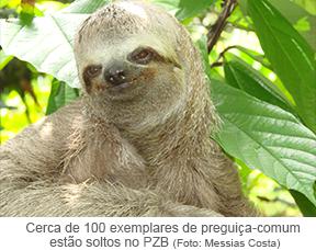 Cerca de 100 exemplares de preguiça-comum estão soltos no PZB