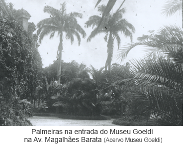 Palmeiras na entrada do Museu Goeldi na Av. Magalhães Barata