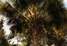 Miriti ou Buriti (Mauritia flexuosa L.f.)