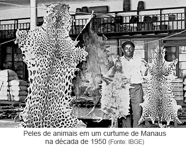 Peles de animais em curtume de Manaus na década de 1950