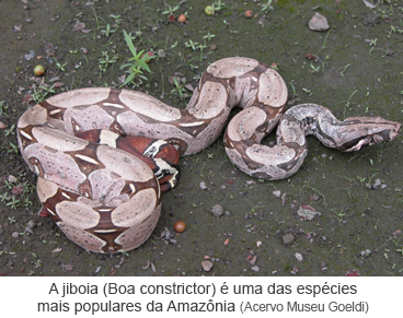 A jiboia (Boa constrictor) é uma das espécies mais populares da Amazônia