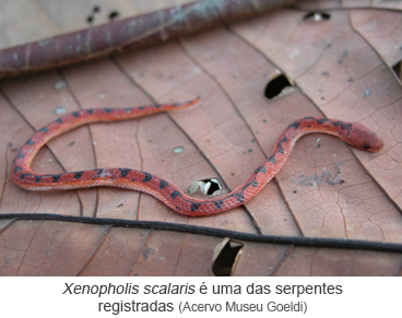 Xenopholis scalaris é uma das serpentes registradas