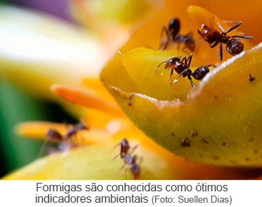Formigas são conhecidas como ótimos indicadores ambientais