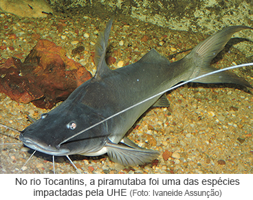 No rio Tocantins, a piramutaba foi uma das espécies impactadas pela UHE