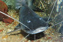 Imagem do peixe piramutaba