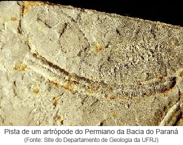 Pista de um artrópode do Permiano da Bacia do Paraná