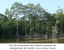 Foz do Amazonas tem maiores bosques de manguezais do mundo