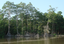 Foz do Amazonas tem maiores bosques de manguezais do mundo - imagem miniatura.png