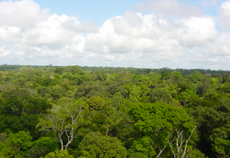 As mudanças climáticas e o risco às florestas preocupa cientistas