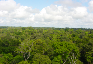 Miniatura - As mudanças climáticas e o risco às florestas preocupa cientistas.png