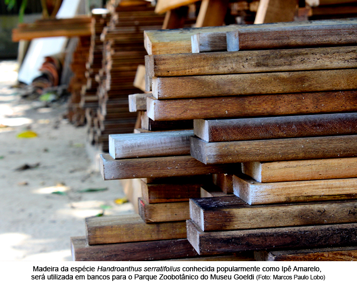 Museu Goeldi recebe doação de madeira do Ibama.jpg