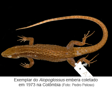 Exemplar do Alopoglossus embera coletado em 1973 na Colômbia