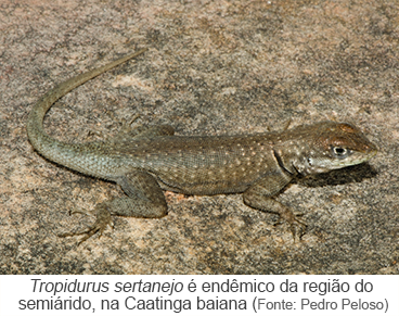Tropidurus sertanejo é endêmico, na caatinga baiana