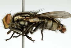 Imagem da nova espécie de mosca: Peckia Veropeso