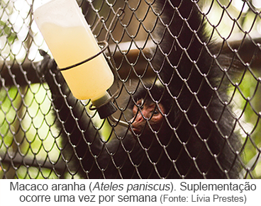 Macaco Aranha (Ateles paniscus). Suplementação ocorre uma vez por semana.