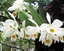 Cattleya eldorado alba.png