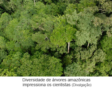 Diversidade de árvores amazônicas impressiona os cientistas