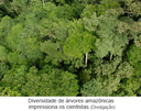 Diversidade de árvores amazônicas impressiona os cientistas