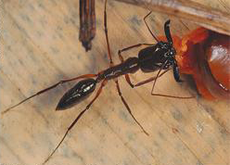 Mais de 200 espécies são registradas no livro Formigas do Alto Tietê.