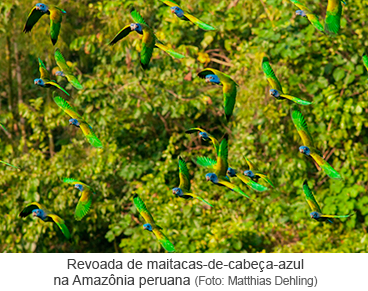 Revoada de maitacas-de-cabeça-azul na Amazônia peruana