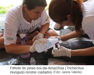 Filhote de peixe-boi-da-Amazônia (Trichechus inunguis)