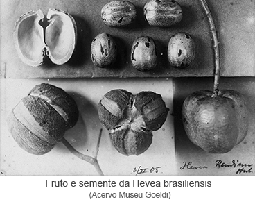 Fruto e semente da Hevea brasiliensis