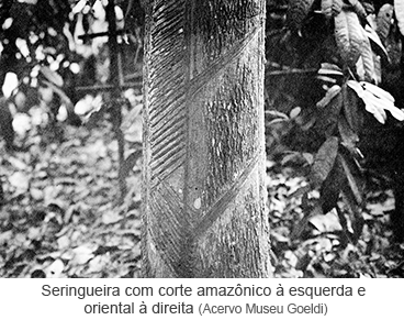 Seringueira com corte amazônico à esquerda e oriental à direita.png