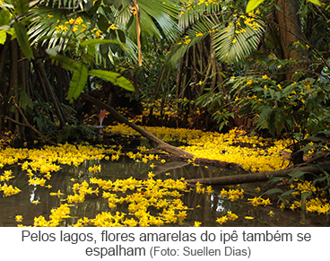 Pelos lagos, flores amarelas do ipê também se espalham