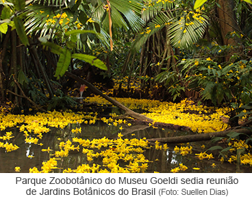 Florada ipê amarelo no Parque Zoobotânico