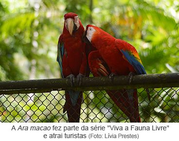 A Ara Macao fez parte da série "Viva a Fauna Livre" e atrai turistas