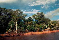 Floresta do mangue cercada para pesca no Dalte Amazonas.